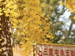 -三里屯东五街银杏大道