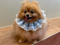 -和它·交个朋友·狗咖猫咖(爱琴海店)