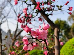 -新湖明珠城