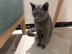 -藏猫猫咖啡主题馆(中央大道店)