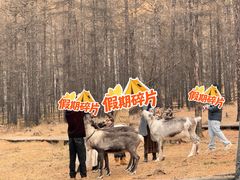 -莫尔道嘎国家森林公园