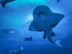 -珠海长隆海洋王国