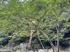 -龙湾潭国家森林公园