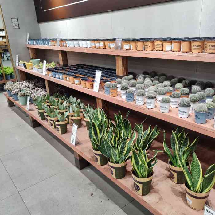 鹿岛会员店(万达广场店)-"[种草]鹿岛会员店[玫瑰]普通生活中的绿.