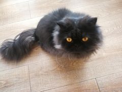 -猫的茶·猫咖