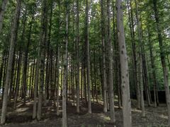-日照海滨国家森林公园