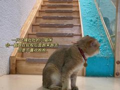 -猫在这儿猫咪咖啡馆·撸猫馆