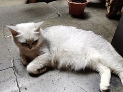 -普洱茶府(博乐广场店)