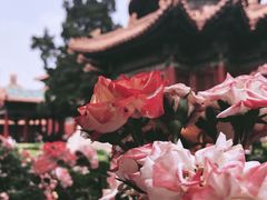 -故宫博物院(故宫)
