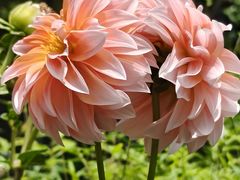 -谷咖啡·鲜花绿植花园餐厅
