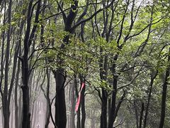 -火炉山森林公园