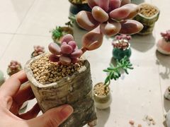 -中环花鸟鱼虫市场