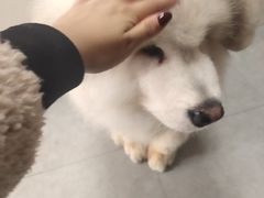 -汪说·狗咖(旺城大厦店)