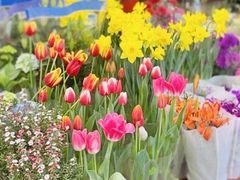 -双季花艺园艺市场(浦东店)