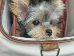 -翊宠yipet猫狗购宠庄园犬舍•猫舍