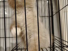 -猫亿天猫咖