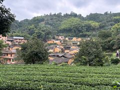 -杨家堂村