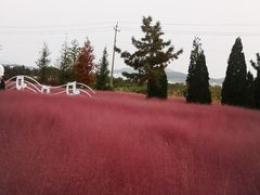 -羊亭河湿地公园