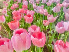 -洛阳郁金香牡丹园