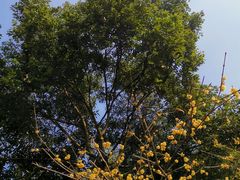 -龙头寺公园