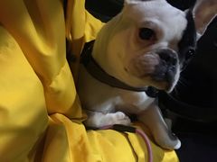 -瑞派名望24h动物医院异宠专科·猫专科·骨科·重症监护分院