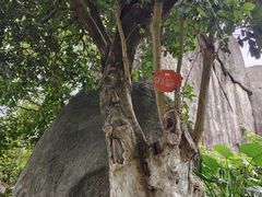 -玉树公园