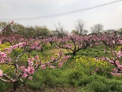 -南汇桃花村