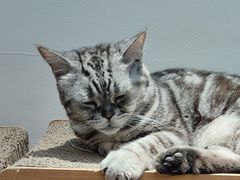 -有猫主题·治愈系猫咖(曾厝垵店)