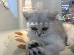 -龟与熊猫宠物公园(南坪店)