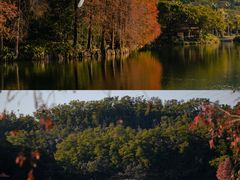 -深圳仙湖植物园