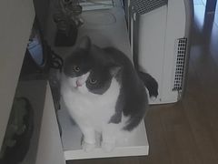 -欣宠猫屋·矮脚拿破仑·蓝金金渐层