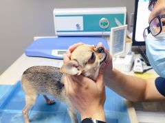 -关爱宠物医院·猫科中心·消化科(滨湖万达分院)