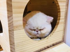 -Pets First伊珊娜洗护·精致美容·家庭式寄养(新会路店)