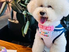 -百好乐宠物友好餐厅(朝外大街店)