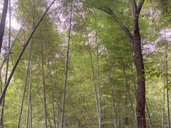 -上海佘山国家森林公园天马山园