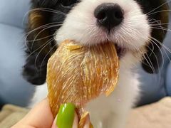 -萌宠之家·腊肠犬·马尔泰·小体犬舍