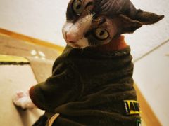 -猫在这儿猫咪咖啡馆·撸猫馆