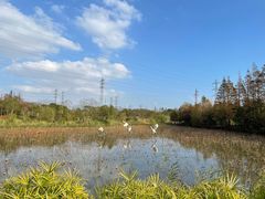 -上海长兴岛郊野公园