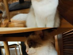 -喵园·猫主题咖啡厅·撸猫·猫咖(国贸店)