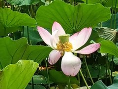 -莲花池公园