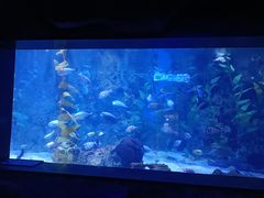 -烟台海昌鲸鲨海洋公园