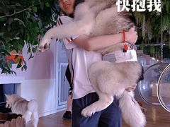 -Husky Go! 哈士奇体验馆·宠物咖啡厅狗咖