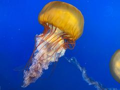 -太平洋海底世界