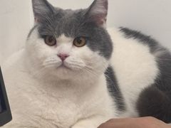 -艾贝尔宠物医院·24H转诊中心·肿瘤猫专科(江宁双龙店)