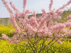 -古柏渡飞黄旅游区
