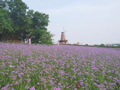 -大塘金香草谷
