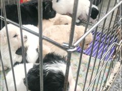 -清平路水族市场