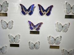 -上海昆虫博物馆