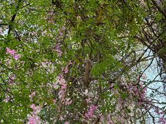 -深圳国际园林花卉博览园