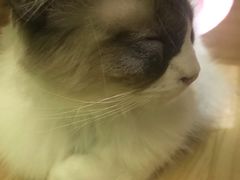 -李小姐の猫咖啡馆(五角场店)